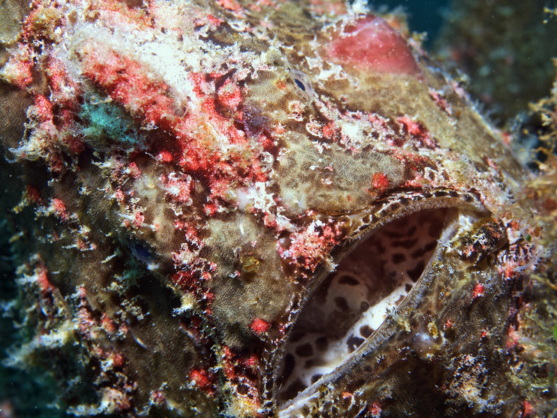 Frogfish, Sabang Wreck